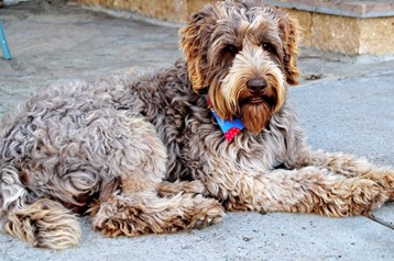 alberta labradoodle puppies
