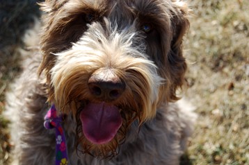 alberta labradoodle