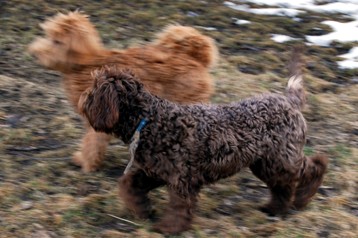 alberta labradoodle