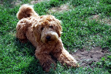 alberta labradoodle puppies