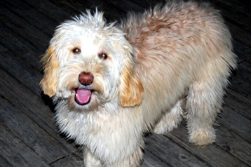 alberta labradoodle breeder